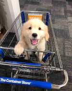 Golden retriever puppies for adoption