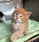 Mainecoon kittens for adoption and rehoming
