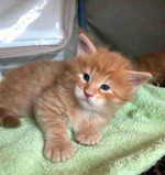 Mainecoon kittens for adoption and rehoming