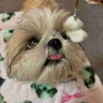 Shih tzu puppy for Adoption