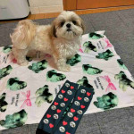 Shih tzu puppy for Adoption