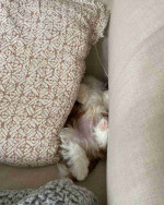 Shih tzu puppy for Adoption