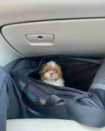 Shih tzu puppy for Adoption