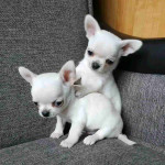 Are you looking for a good friend to bring into your home? Then, message us now to get one today. Thanks.