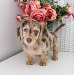 Available for adoption