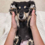 Looking for a new home!