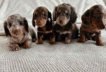 Adorable Puppies Ready for Their Forever Homes!