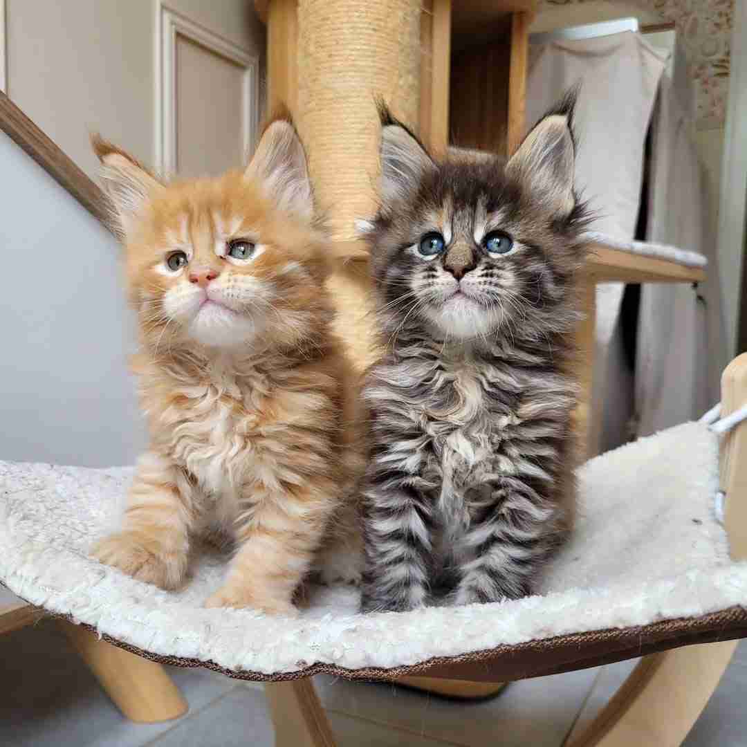 Sweet Maine Coon Kittens Available for Adoption — Bring Home a Gentle Giant!