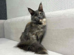 Maine coons kittens