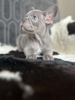 Adorable French Bulldog Puppies Looking for Loving Homes!