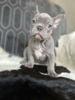 Adorable French Bulldog Puppies Looking for Loving Homes!