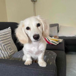Dachshund puppy For adoption