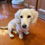 Dachshund puppy For adoption