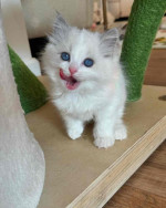 Adorable Male and Female Ragdoll kittens for Adoption