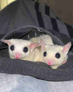 Adopt a Sugar Glider! 🐾✨