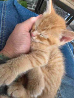 Maincoon kittens for adoption and rehoming