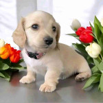 Dachshund for adoption