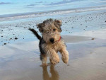 Lakeland terrier pups