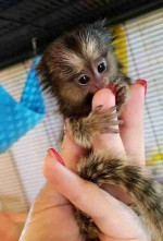 Lovely Marmoset Monkeys