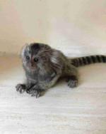 Lovely Marmoset Monkeys
