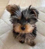 Yorkei puppies