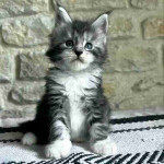 Mainecoons kittens for adoption and rehoming