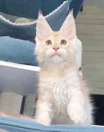 Maine coon kittens for rehoming