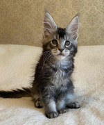 Maine coon kittens for rehoming