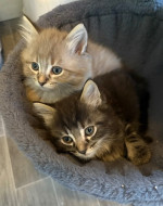 Maine coon kittens ready for adoption