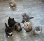 Maine coon kittens ready for adoption