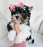 Small Wonder Yorkie
