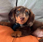 Mim Dachshund puppies available