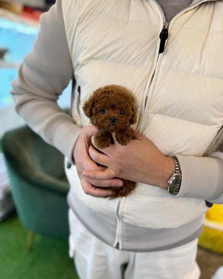 Baby Molly