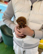 Baby Molly