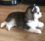 Healthy Pomsky puppies available.