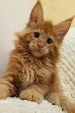 Fluffy, Friendly, and Full of Love: Maine Coon Kittens Available! 🐾😻*