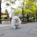 Teacup Pomeranian puppies Available