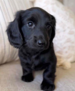 Dachshund puppies for adoption and rehoming