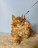 Maincoon kittens for adoption