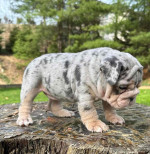 🏡🐾 Adorable English Bulldog puppies ready to join loving families! 💕 Vet-checked, healthy, and full of cuddles. Message me for more info! 🐶❤️