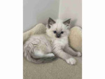 READY TO GO! Pure Ragdoll kittens ready to leave now