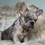 French bulldog