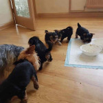 FREE PUPPIES@ they are yorkies mixed with love!! We can't keep 5 puppies sadly.. so they are in need of good homes!!. Only rehoming fee please dm me