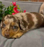 Miniature dachshund puppy