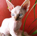 Rare Sphynx Kittens for Sale - Get Yours Today