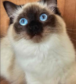 Meet this little Ragdoll