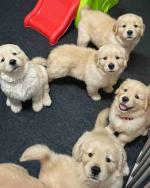 **Golden Hearts Await: Adorable Golden Retriever Puppies Ready for Their Forever Home!**