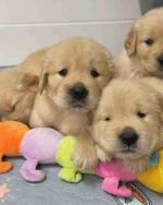 **Golden Hearts Await: Adorable Golden Retriever Puppies Ready for Their Forever Home!**