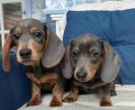 Christmas Gift Male and Female Dachshund puppies