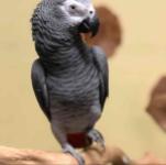 African Grey Parrots